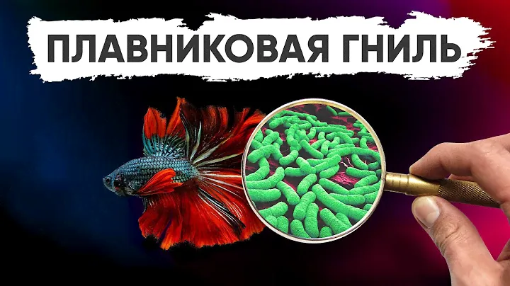 Болезни аквариумных рыб: плавниковая гниль