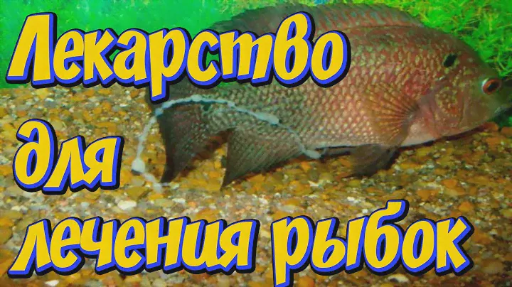 Гексамитоз, Спиронуклеоз, симптомы, лечение! Препарат Тетра Медика ГексаЭкс  Tetra Medica HexaEx!